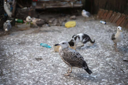 Grey seagull surrounded with trash and other animals.の写真素材