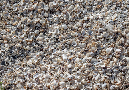 Shell texture. Lots of kind of shells in the sand.の写真素材