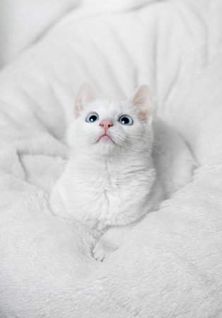 Beautiful white cat with blue eyes on a white bacgkround. Adorable white cat with blue eyes.の写真素材