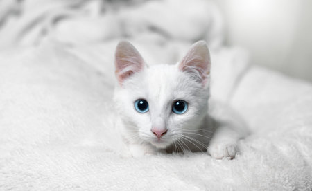 Beautiful white cat with blue eyes on a white bacgkround. Adorable white cat with blue eyes.の写真素材