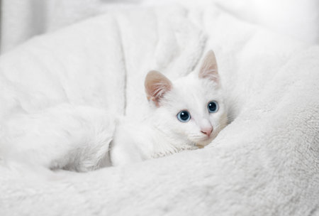 Beautiful white cat with blue eyes on a white bacgkround. Adorable white cat with blue eyes.の写真素材