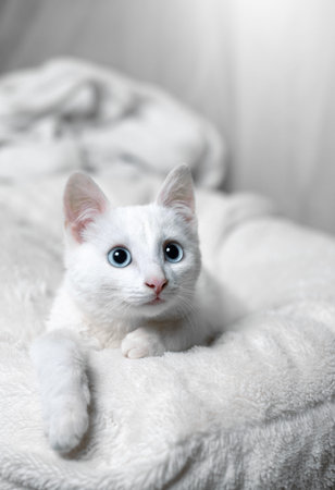Beautiful white cat with blue eyes on a white bacgkround. Adorable white cat with blue eyes.の写真素材
