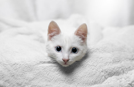 Beautiful white cat with blue eyes on a white bacgkround. Adorable white cat with blue eyes.の写真素材
