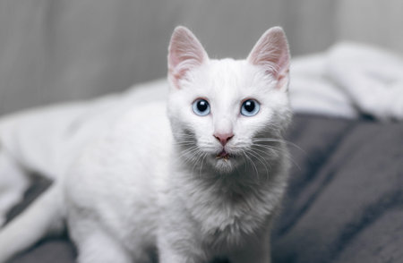 Beautiful white cat with blue eyes on a white bacgkround. Adorable white cat with blue eyes.の写真素材