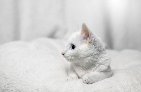Beautiful white cat with blue eyes on a white bacgkround. Adorable white cat with blue eyes.の写真素材