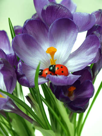 While does not see, ladybug takes care of its posterityの写真素材