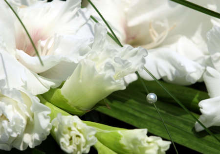 beauty flowerの写真素材