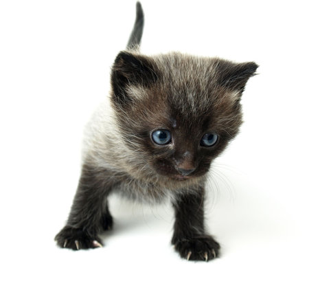 kittenの写真素材