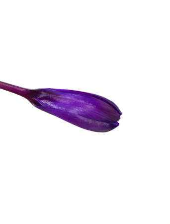 Flowerの写真素材