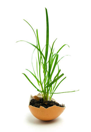plant in eggの写真素材