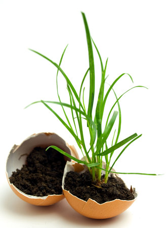 plant in egg