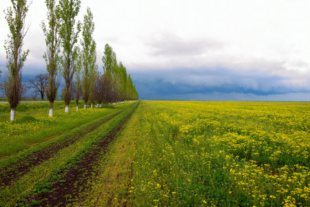 Beautiful lands with lovely clouds and green grassの写真素材