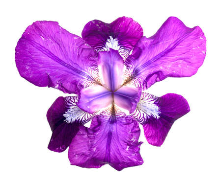 Iris flagの写真素材