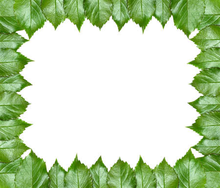 Sheet rose frameの写真素材