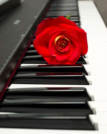 Romantic concept - red rose on piano keysの写真素材