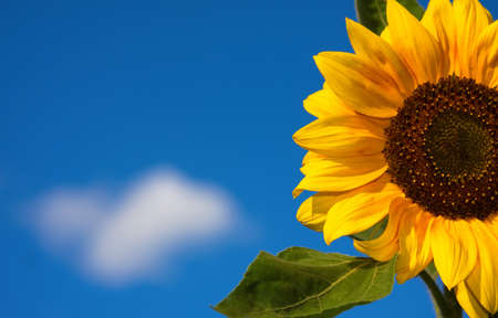 beautiful sunflower with blue skyの写真素材