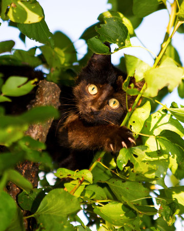 kitten on the treeの写真素材