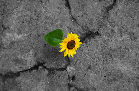 Sunflower on monochrome backgroundの写真素材