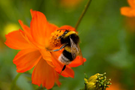 bee on the red flowerの写真素材