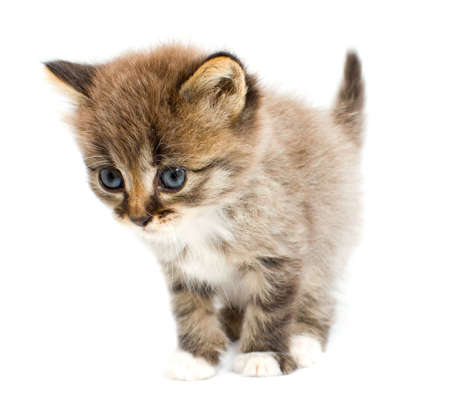 Funny kittenの写真素材
