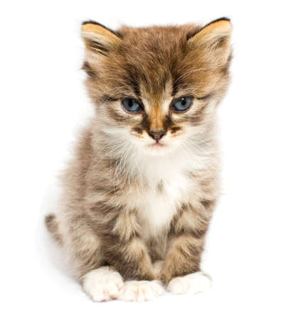 Funny kittenの写真素材