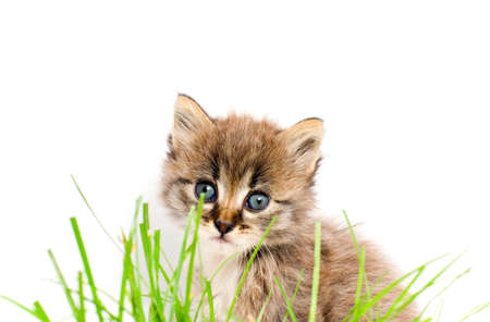 beautiful kittyの写真素材