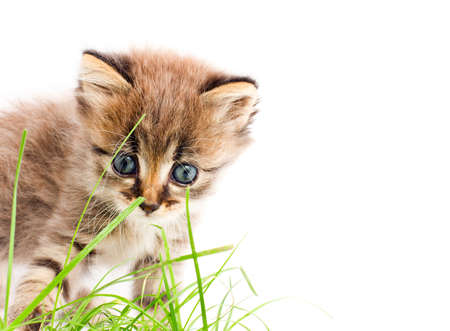beautiful kittyの写真素材