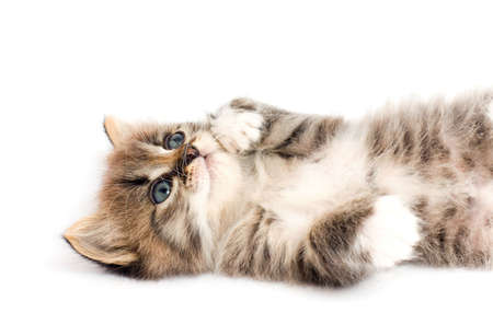 Funny kittenの写真素材