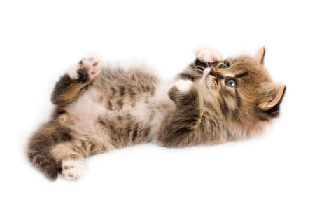 Funny kittenの写真素材