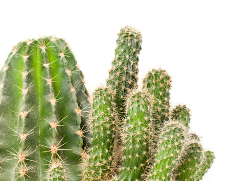 Cactus isolated on white backgroundの写真素材