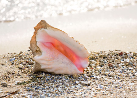 Conch shell on beachの写真素材