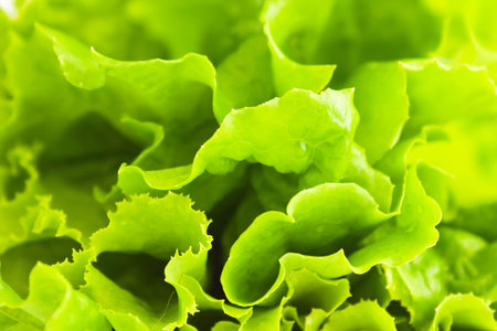 lettuce leafs isolated on white