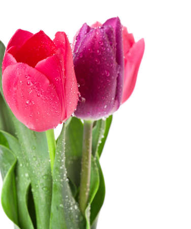 Tulipsの写真素材
