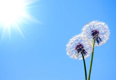 Dandelion on blue skyの写真素材