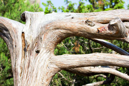 Old Tree の写真素材