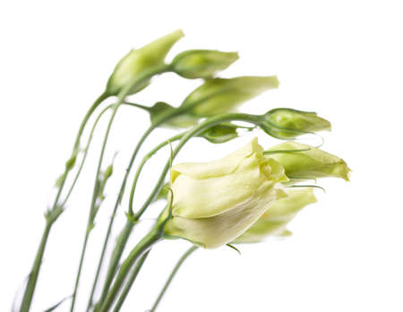 Beautiful rose flowersの写真素材