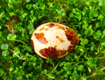 Quail egg in green grass の写真素材