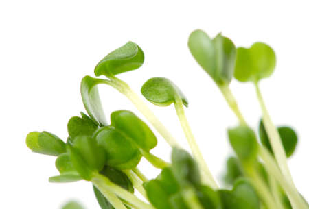 arugula sprouts on a white background の写真素材