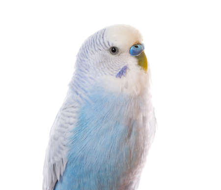 Parrot isolated on white の写真素材