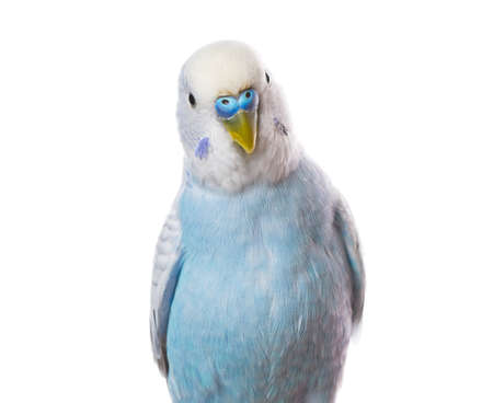 Parrot isolated on white の写真素材