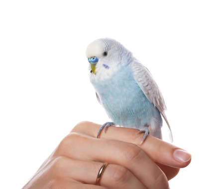 Parrot on hand, isolated on white background の写真素材