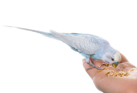Parrot on hand, isolated on white background の写真素材