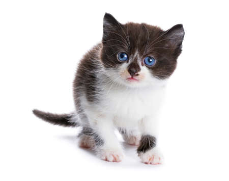 beautiful kitty の写真素材