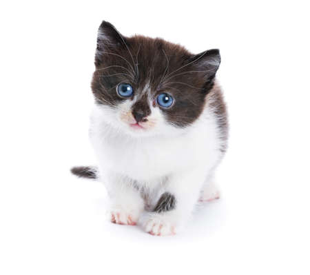 beautiful kitty の写真素材