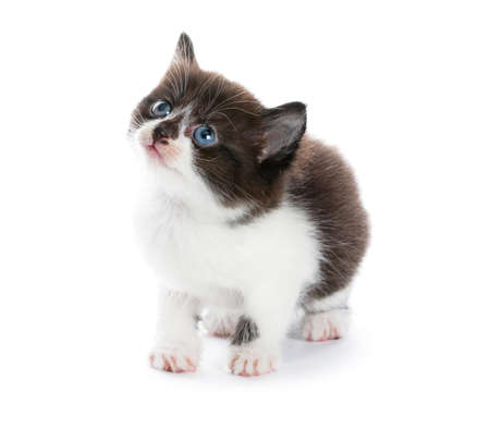 beautiful kitty の写真素材