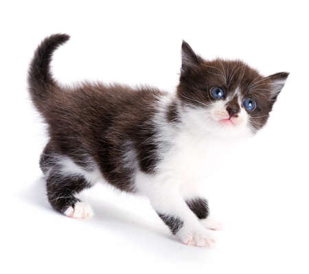 beautiful kitty の写真素材