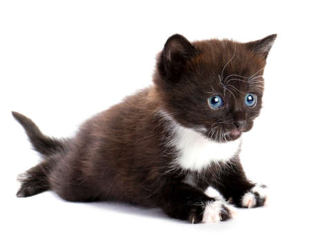 beautiful kitty の写真素材