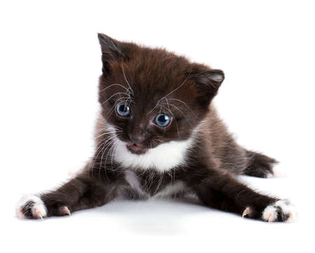 beautiful kitty の写真素材