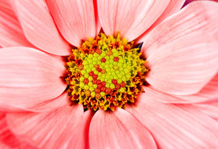 Beautiful spring flowers の写真素材