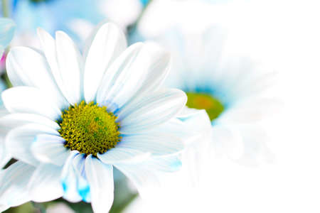 Beautiful spring flowers の写真素材